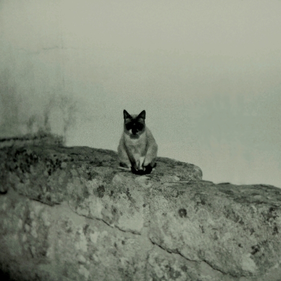 chat noir/chat blanc
