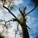 Holga + Fuji Reala 100